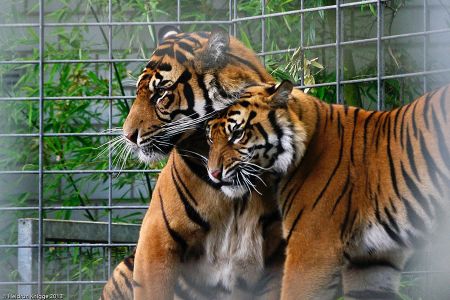 Heidelberg Zoo