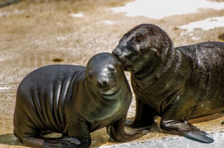 Heidelberg Zoo Germany