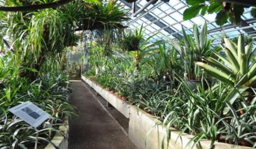 Botanischer-garten-der