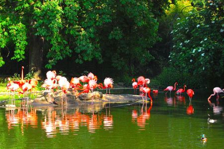 Germany-heidelberg-zoo-botanic-garden