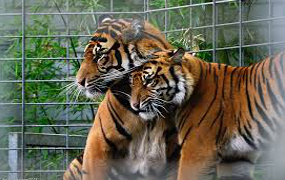 heidelberg-zoo